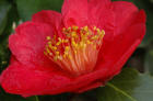 Camellia japonica Alexander Hunter